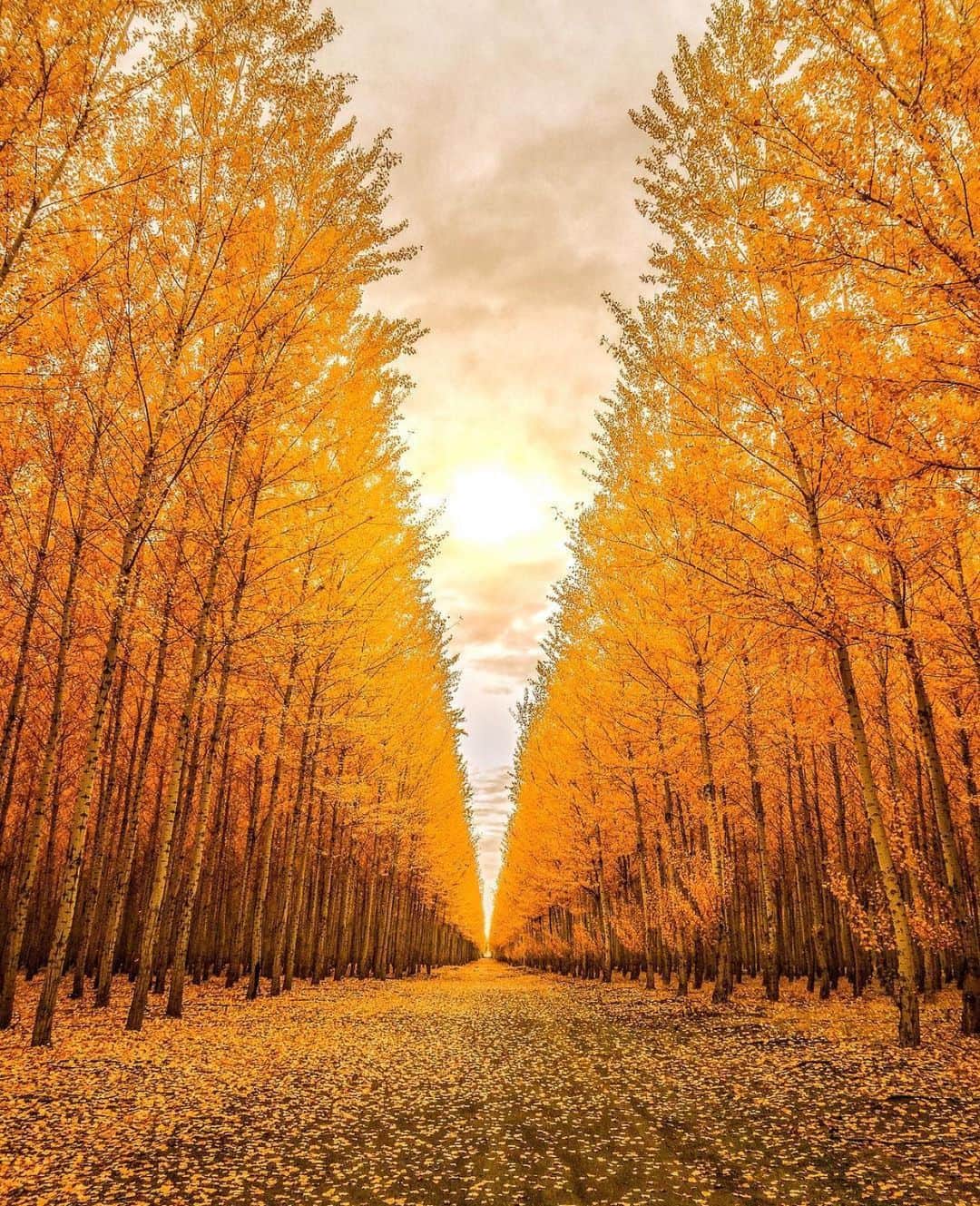 Wonderful Placesさんのインスタグラム写真 - (Wonderful PlacesInstagram)「Glorious fall colors in Boardman - Oregon ✨💛💛🍁🍁✨ . Pictures by ✨✨@cbezerraphotos✨✨ #wonderful_places for a feature 💛🍁」10月30日 1時07分 - wonderful_places