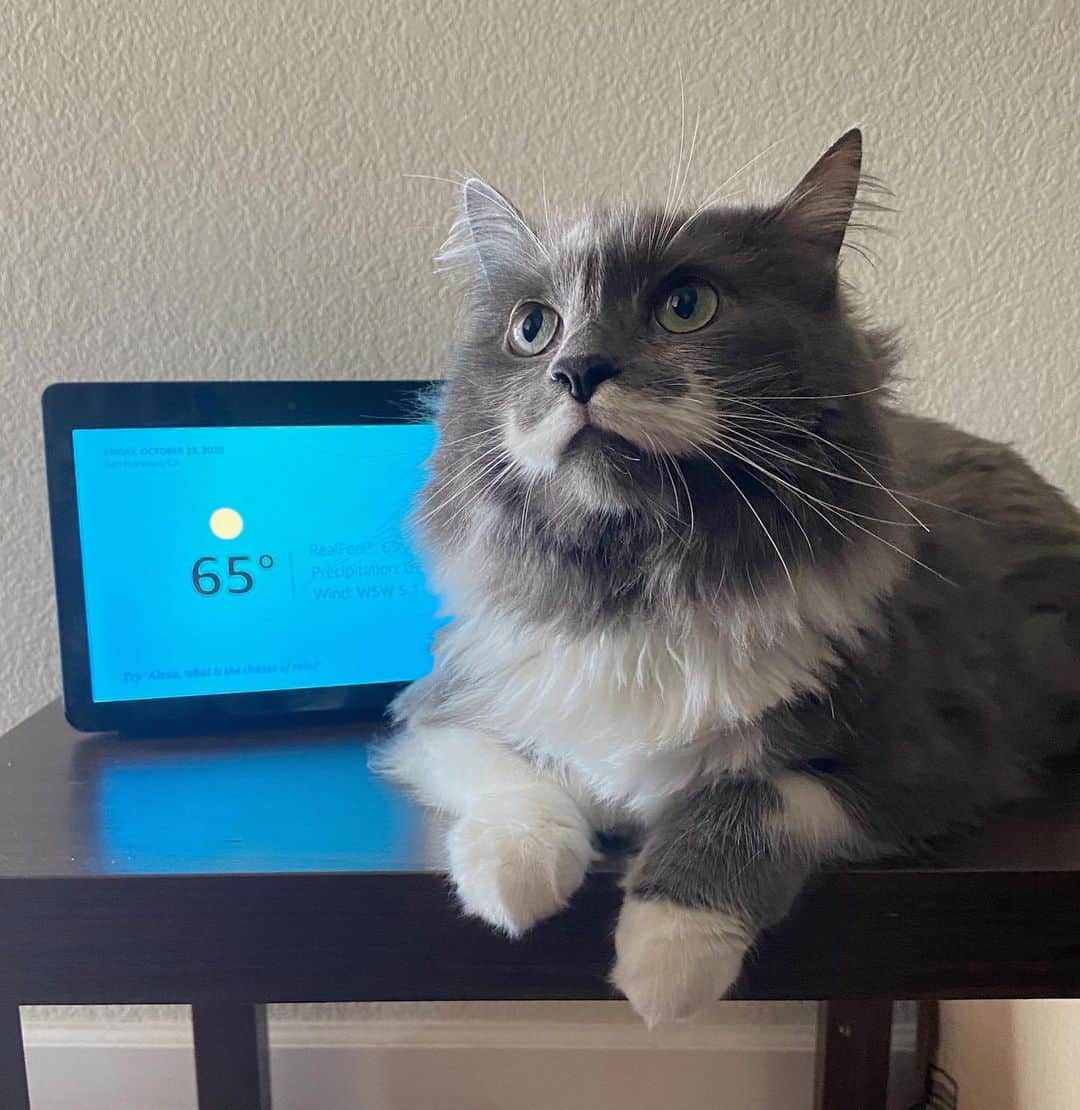 ハミルトンザ・ヒップスターキャットのインスタグラム：「My friend, @Alexa99, let me run their Twitter/IG account for #NationalCatDay, so follow me over there today! When you see a trail of catnip, you’ll know you’re on the right path.  #mustachecat #ad」