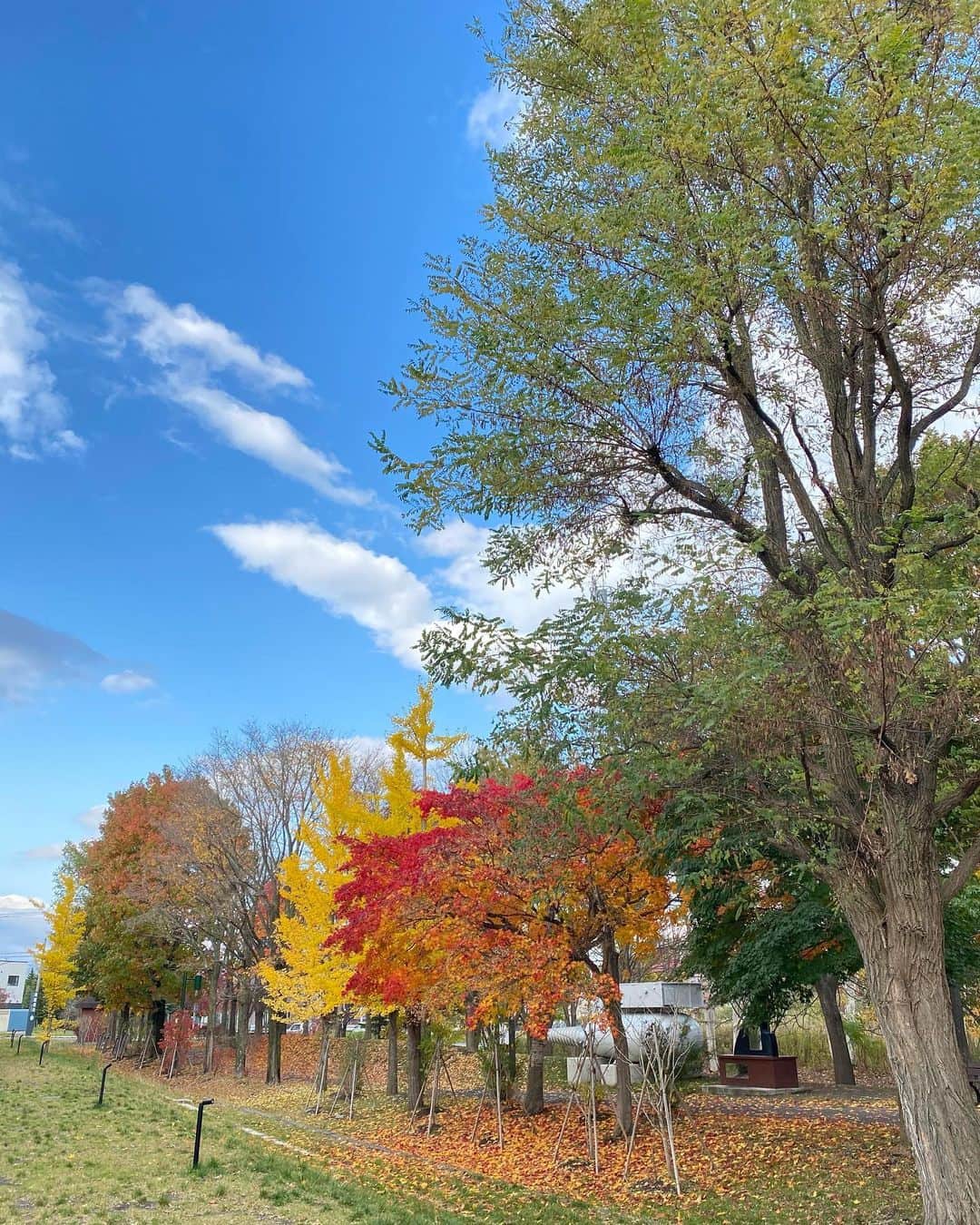 出原大樹のインスタグラム：「北海道の自然は、まるで絵画のように美しい。  心穏やかになる日常の一コマに、どこか人間として欠けていた感覚の一部を満たす不思議な充足感があった。  #江別市 #紅葉 #北海道 #蔦谷書店 #北海道 #hokkaido #hokkaidosgram #hokkaidotrip」