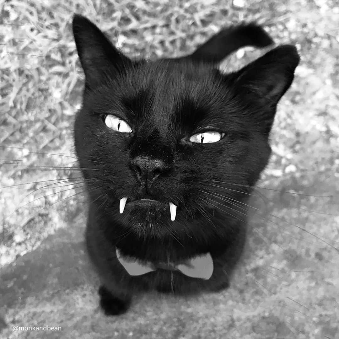セルジオさんのインスタグラム写真 - (セルジオInstagram)「GO AHEAD, MAKE MY DAY!! #idareyou !!!🧛🏿‍♂️ . . #throwback🔙 #vampirecat #haterswillsayitsphotoshop #theyrereal #vampirelife #batcat #blackcatsofinstagram #blackcatsclub #blackcats #catsofinstagram #catsofig #catsofinsta #igcats #igkitty #catfangs #teef #teefies #9gagcute #buzzfeedcats #9gag #cutecatsofinstagram #meowed #petco #thedodo #halloweencat #halloween2020 #halloweenkitty #spookycat #spookyseason」10月30日 1時05分 - monkandbean