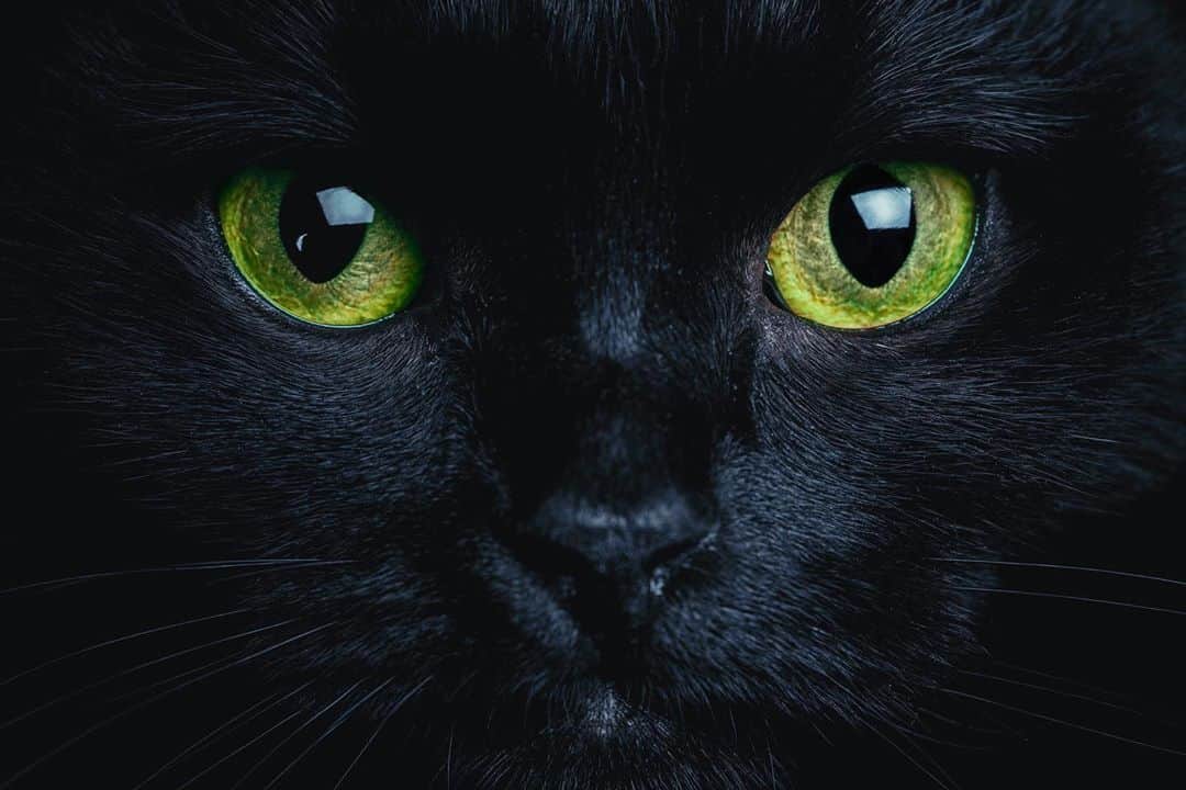 CANON USAさんのインスタグラム写真 - (CANON USAInstagram)「Eyes of two emeralds shine bright in the night! Do you love capturing the vibrant colors of your cat's eyes? Happy #NationalCatDay 🐾   📸 : #Canon EOS 5D Mark II Lens: EF 100mm f/2.8 Macro USM」10月30日 1時06分 - canonusa