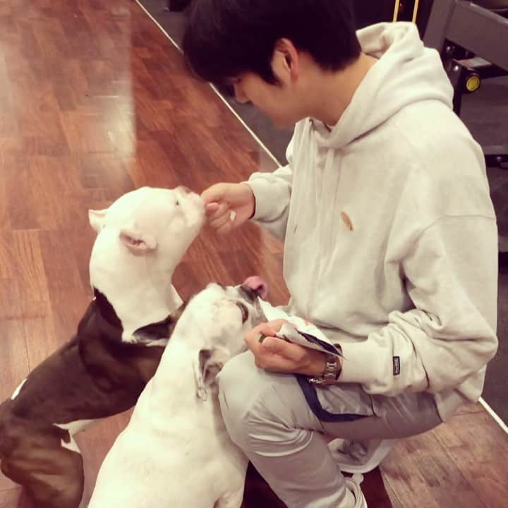 チェ・ソンジュンのインスタグラム：「헨리와 블리 🤍 . #DrDOG #닥터독 #젤리츄」