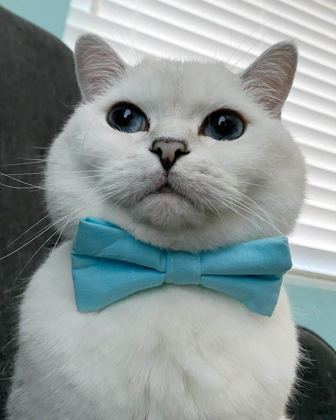 ミスター・ホワイトさんのインスタグラム写真 - (ミスター・ホワイトInstagram)「Happy National Cat day!! Help us spread the love today by  *Snapping a pic of your furry friend wearing a bowtie *Share your pic on Instagram/Facebook with the hashtag #ShowtheBow  @nala_cat will reshare your photo in her stories to drive a movement to #AdoptDon'tShop! #NationalCatDay @lovenalaco」10月30日 1時39分 - white_coffee_cat