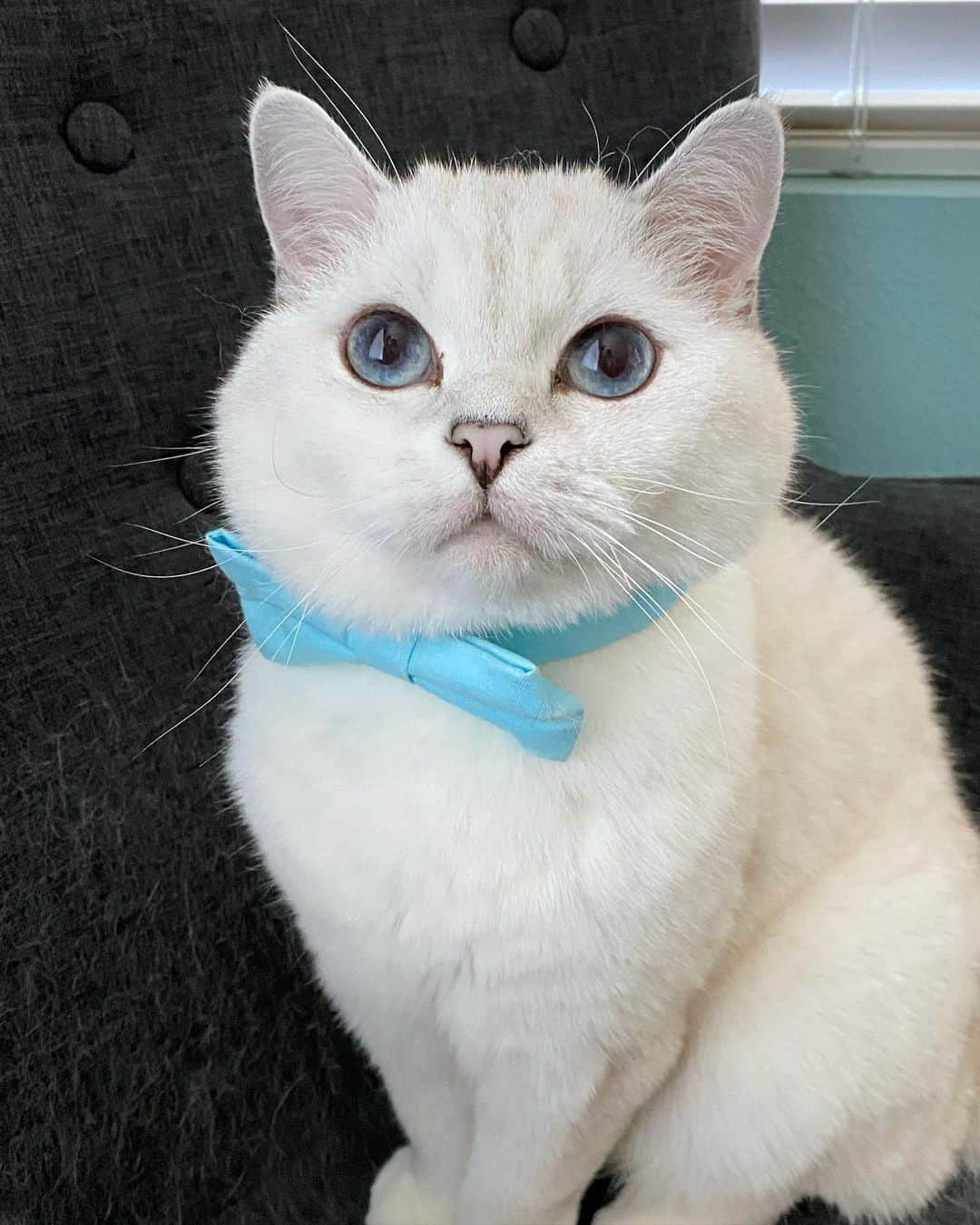 ミスター・ホワイトさんのインスタグラム写真 - (ミスター・ホワイトInstagram)「Happy National Cat day!! Help us spread the love today by  *Snapping a pic of your furry friend wearing a bowtie *Share your pic on Instagram/Facebook with the hashtag #ShowtheBow  @nala_cat will reshare your photo in her stories to drive a movement to #AdoptDon'tShop! #NationalCatDay @lovenalaco」10月30日 1時39分 - white_coffee_cat