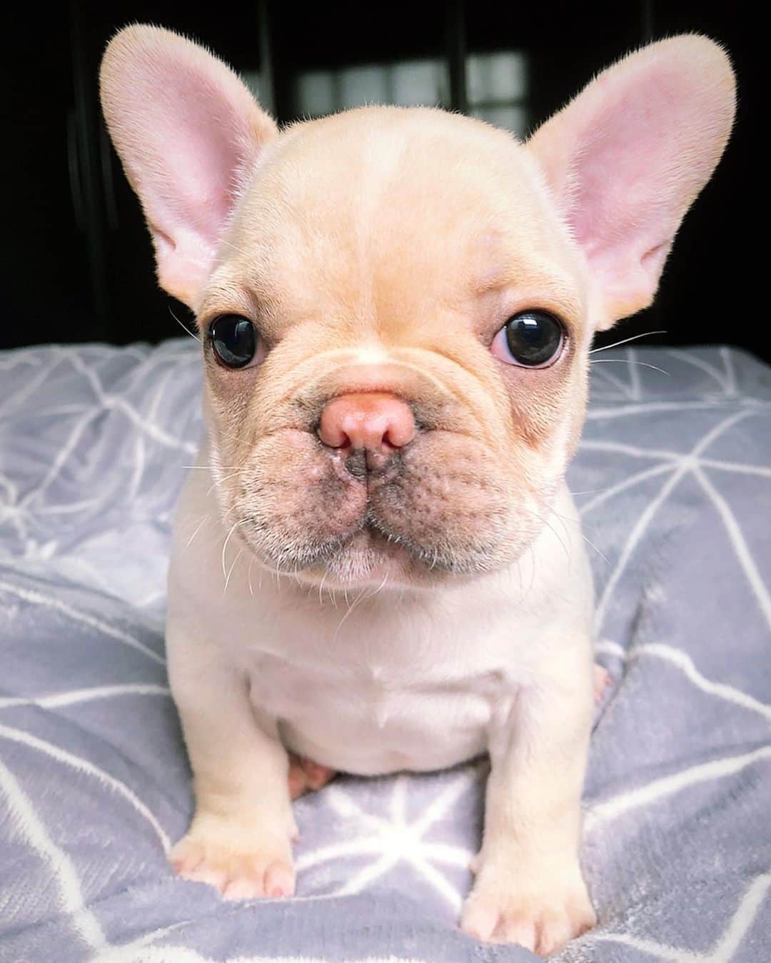 Regeneratti&Oliveira Kennelのインスタグラム：「Trouble never looked so sweet 💜😂 #Ricota #frenchie #frenchies1」