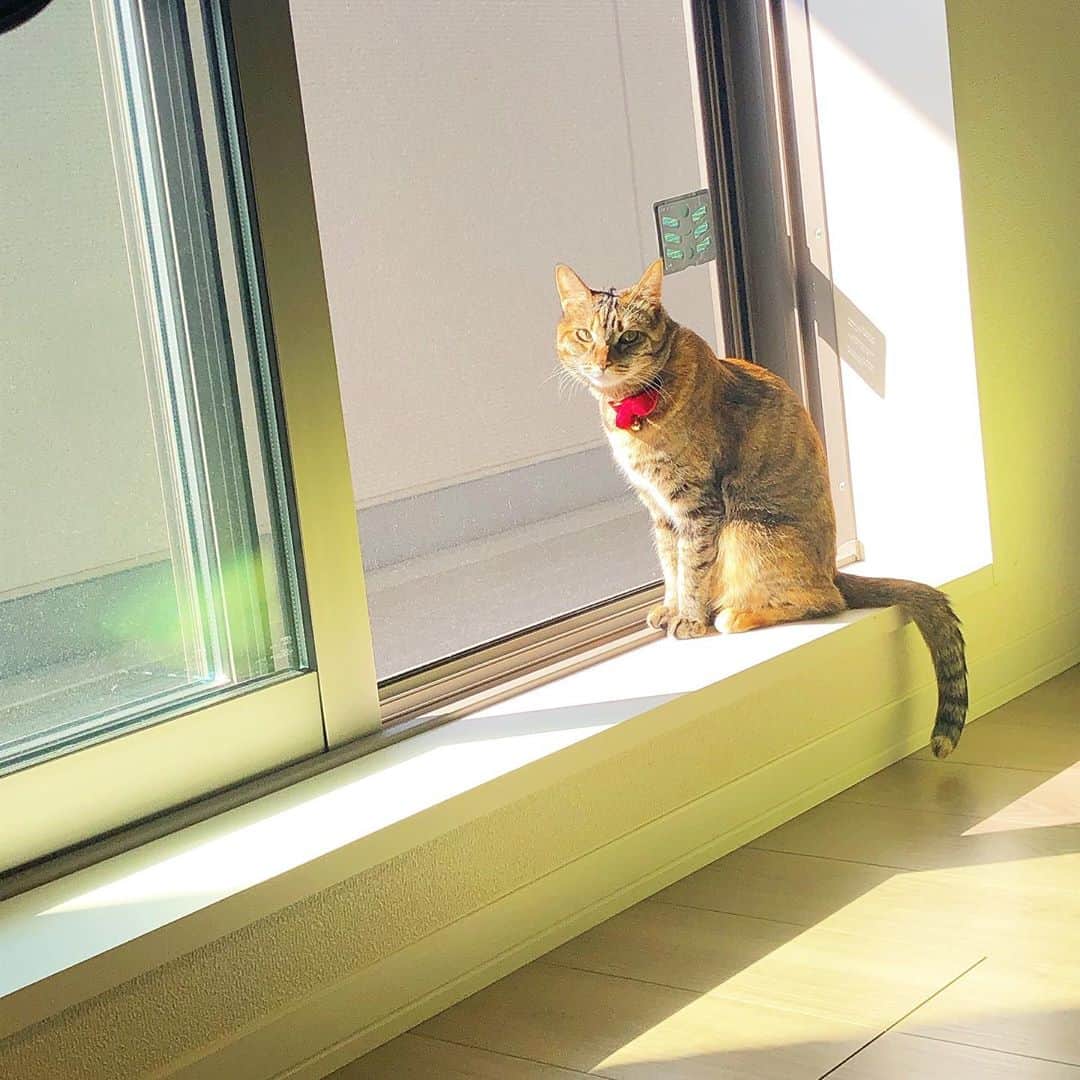 福田多希子さんのインスタグラム写真 - (福田多希子Instagram)「朝、彼女の日課🔅  #日光浴  #虫コナーズ #もろみえ  #キジトラ #猫 #保護猫 #猫のいる暮らし」10月30日 11時06分 - yomeponta