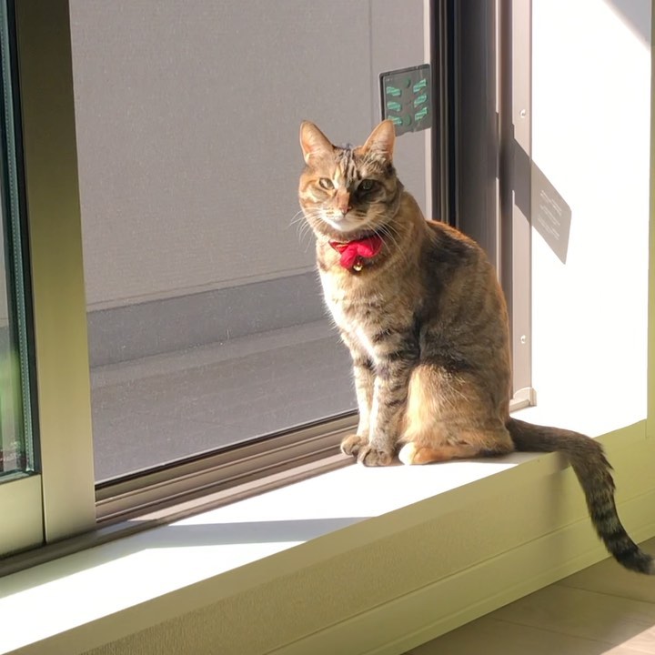 福田多希子のインスタグラム：「朝、彼女の日課🔅  #日光浴  #虫コナーズ #もろみえ  #キジトラ #猫 #保護猫 #猫のいる暮らし」