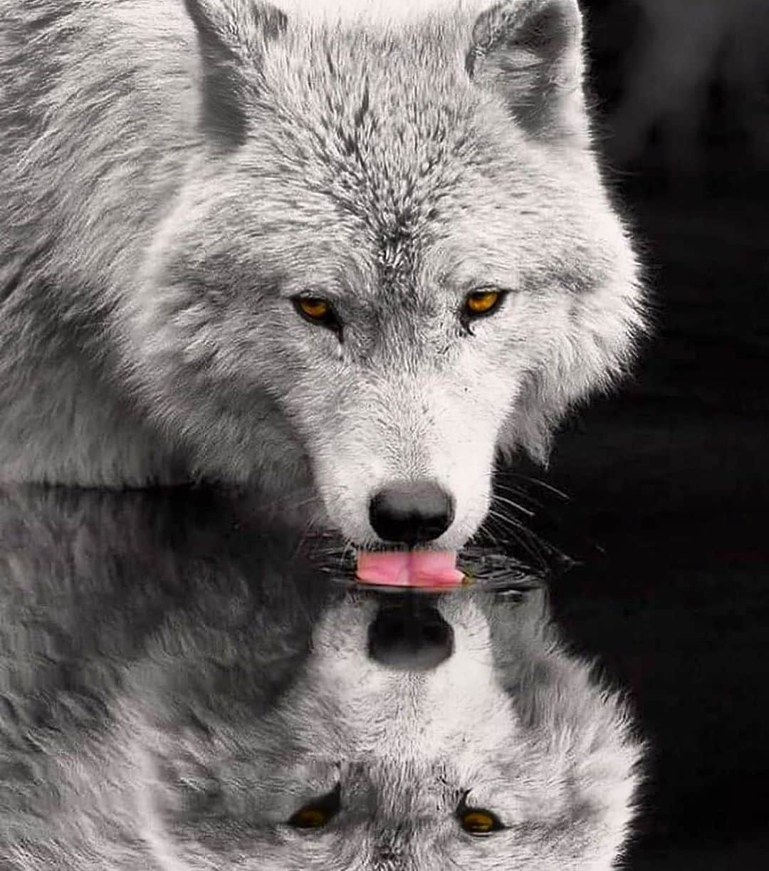 ケリー・ブラニガンのインスタグラム：「Thirsty 🕯🐺」