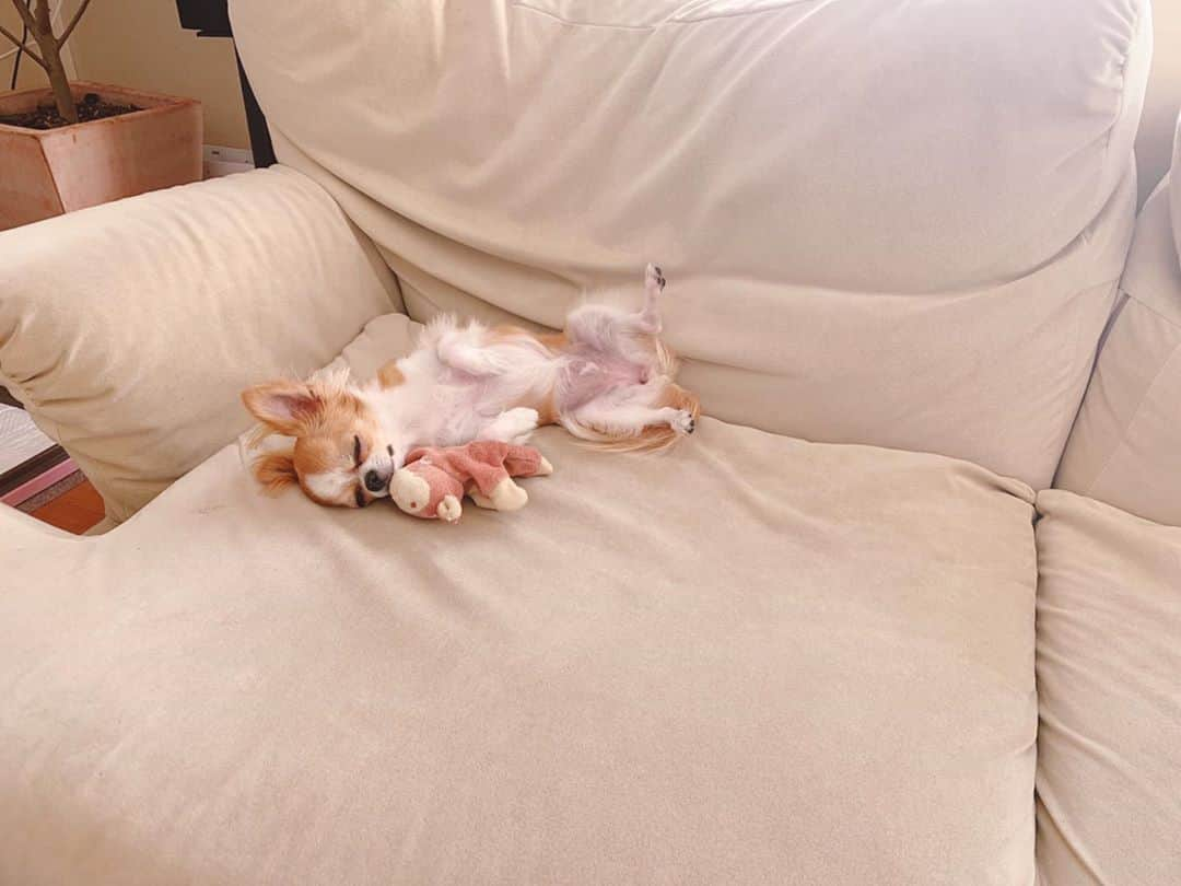 朝岡実嶺さんのインスタグラム写真 - (朝岡実嶺Instagram)「🐶🐶🐶 😴😴😴  #チワワ #わんこ #chihuahua #doggy #dogsofinstagram」10月30日 11時33分 - mirei_asaoka