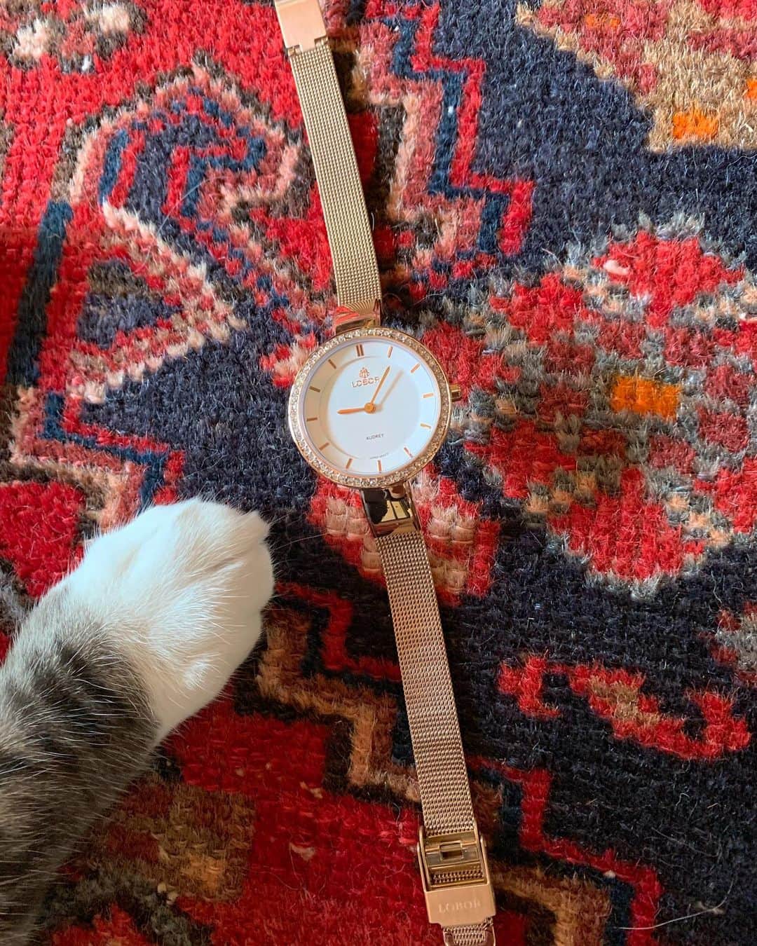 のインスタグラム：「＊ ＊ 🌿  HARUTAROU 🌿 ＊ ・ @loborjapan  様 ・ ジュエリーの様な素敵な Watch⌚️ ・ 10%offコード→ usakojv  ＊ ＊ #時計 #腕時計 #ロバー #lobor #手元倶楽部 #時計好き #cats_of_instagram  #TheDailyKitten  #cats_of_world #balousfriends  #catloversclub  #sweetcatstime  #thedailykitten #cats_of_instworld #IGersJP #happypetclub #bestmeow #catsofday #happycatclub #sweetcatclub #catsnet #ヴィンテージラグ #cutieanimalspage #cutecatshow  #ビンテージラグ #トライバルラグ  #sweetcatonline #nyancon01 #sippoストーリー　#petokotolife ＊ ＊ 🌿🌿🌿🌿🌿🌿🌿🌿🌿🌿🌿🌿🌿🌿🌿🌿」
