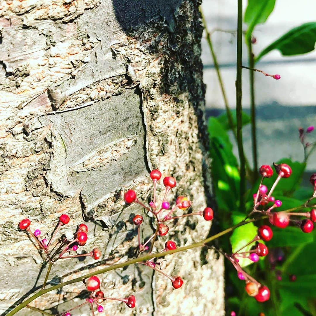 光野桃のインスタグラム：「秋は実。 赤とマゼンタの実が混ざっている。 道端の華やかなお嬢さん。 今日も東京は、爽やかな秋晴れです。  #アカマンマみたいだけど #近くでよく観察すると #もっと華やかなの #ハゼラン #↑by Google先生 #秋は実」