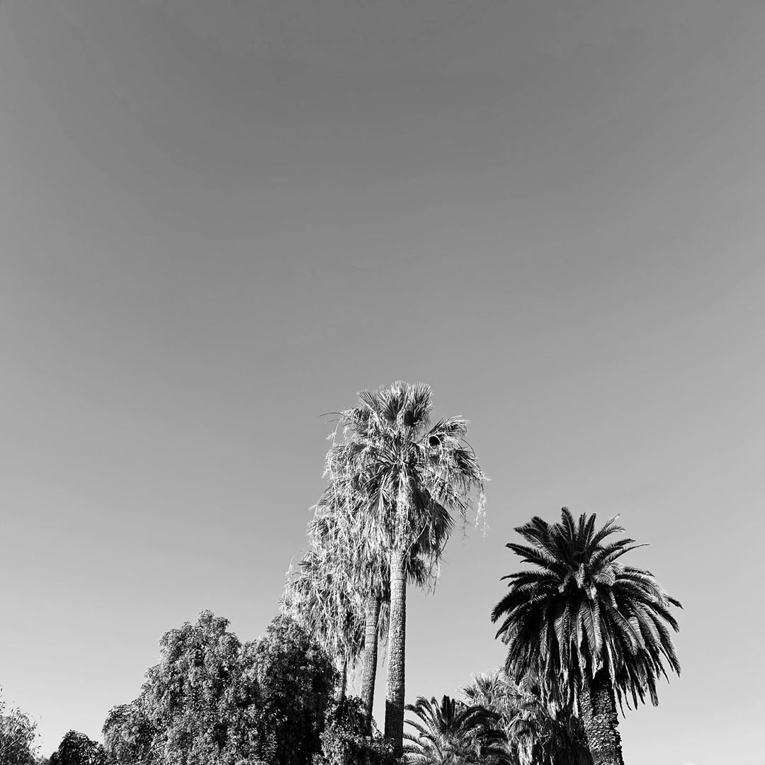 ブリット・ニコルのインスタグラム：「Thought you guys could use one more picture of these trees with a different filter hahaha. And no, this is not an album cover... I just take really cool pictures haha. But... I thought you guys would like to know that I’m writing and working on new music 🤩」