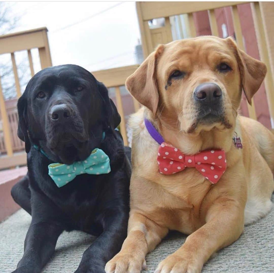 Jake And Gingerさんのインスタグラム写真 - (Jake And GingerInstagram)「Dressed up and no place to go 😂 #labsofinstagram #labrador #labpuppy #petsofinstagram #pets #petsarefamily #doglovers #dog #bowtie」10月30日 3時53分 - jake_n_ginger
