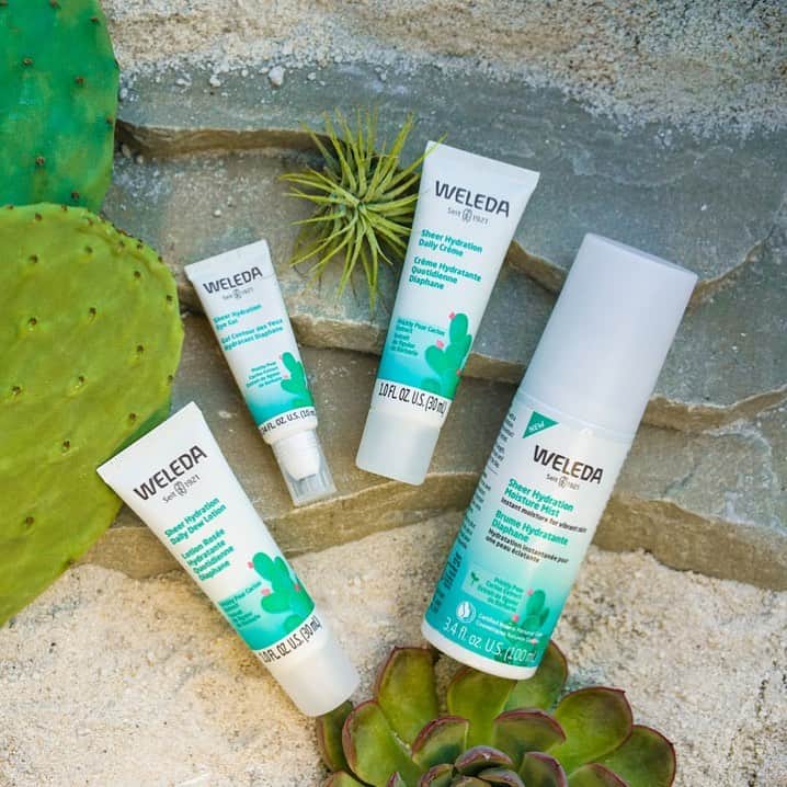 Weledaのインスタグラム：「GIVEAWAY CLOSED!🌵 Win a Face Oasis for you and a friend! We're giving away 2 Sheer Hydration Collections (valued at $87 per collection). Tag a friend below and you both could win the chance to experience weightless hydration, sourced from the desert! ⠀⠀⠀⠀⠀⠀⠀⠀⠀ TO ENTER: 1. Follow @Weleda_USA 2. Tag a friend! ⠀⠀⠀⠀⠀⠀⠀⠀⠀ Enter to win by Nov 1, 2020 11:59pm EST. Winner will be randomly chosen and announced via Instagram Stories on November 5th. Winners must be 18+. US entrants only. Please note this giveaway is not sponsored, affiliated, or endorsed by Instagram.」