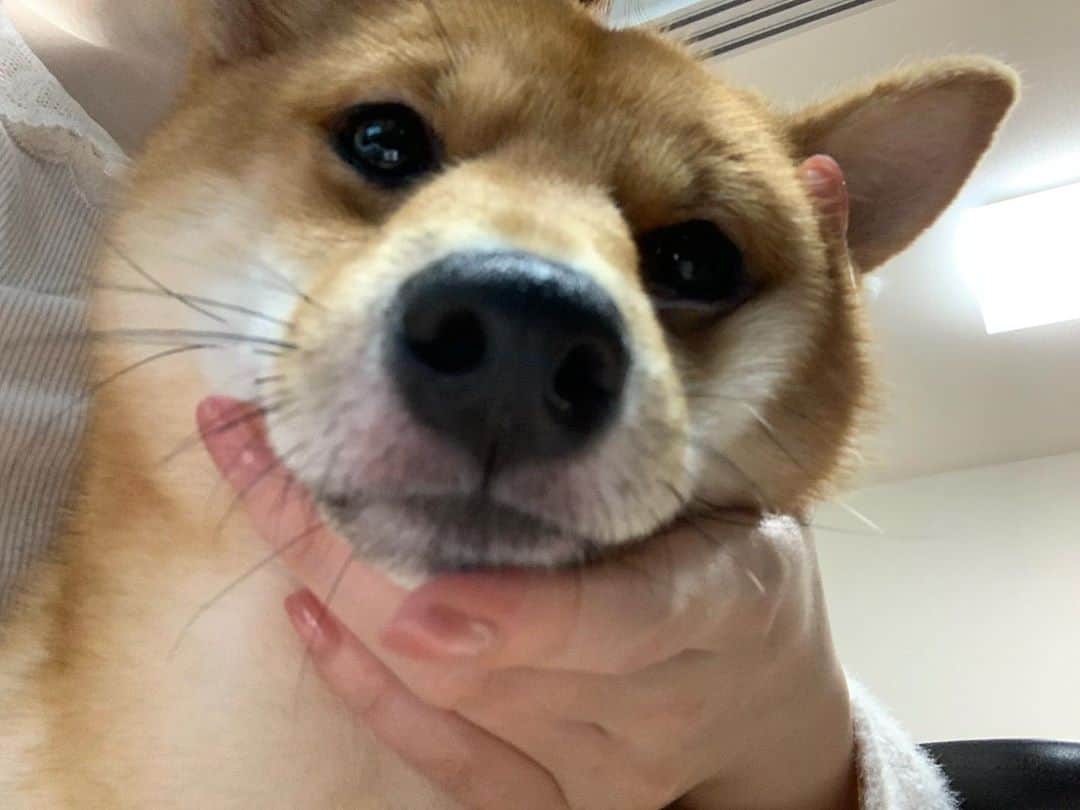 環奈（長沢菜々香の飼い犬）のインスタグラム：「むにゅ。  . . .  #豆柴#柴犬#日本犬#黒柴#黒豆柴#まめしば#しばいぬ#しば#しばすたぐらむ #こいぬ #柴  #ここ柴部#柴子犬 #shibalove #mameshiba #kuroshiba #shibainu #shiba #shibadog #shibastagram #shibastyle」