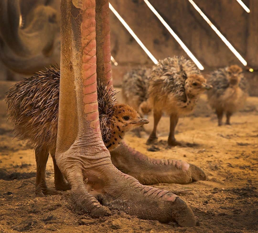 thephotosocietyさんのインスタグラム写真 - (thephotosocietyInstagram)「Photo by @klausnigge // Chicks in ostrich farm, Emminghausen, Germany  The gigantic, powerful feet of an adult ostrich give a good idea of their kinship with the dinosaurs.  Ostriches on farms are kept in many ways just like chickens, either for the production of meat or to produce as many eggs as possible. For the latter purpose ostriches are kept in family groups of one male and two or three females. The eggs are regularly taken away from them, causing the ostriches to keep laying new eggs for months. These eggs are either hatched in incubators or sold for consumption. Only at the end of the season the parents may keep their eggs, complete a clutch and hatch the eggs themselves. The chicks in the picture are one or two days old.  @thephotosociety @natgeo #ostrich #chick #ostrichfarm #emminghausen #dinosaur」10月30日 4時21分 - thephotosociety