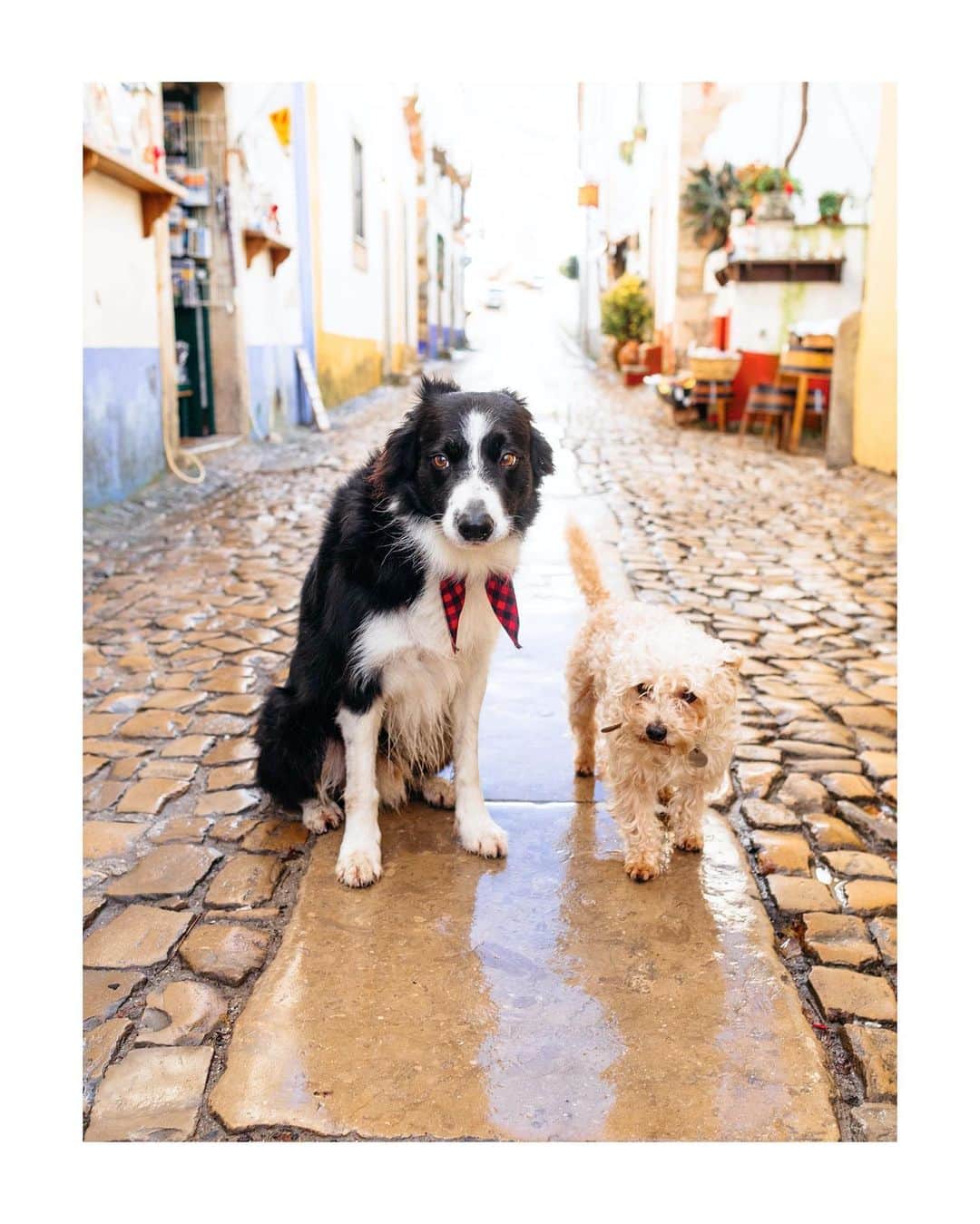 Andrew Knappのインスタグラム：「A Portuguese Love Story in 4 parts 👉 swipe  1. I remember the first time I saw you, a dot in the distance. 2. You came near and the sun was bright like your golden fur. 3. Our one photo together, I was so shy. 4. Goodbye gentle friend. I never got your name.」