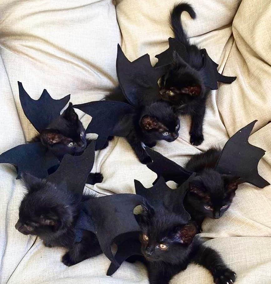 Paul Octaviousのインスタグラム：「Ferocious Kitten Bats! 🦇 #BITTENS 📸 by @reddit」