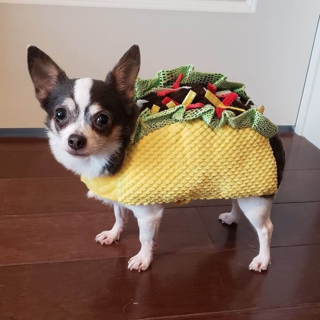 Good Morning Americaさんのインスタグラム写真 - (Good Morning AmericaInstagram)「These dogs in costume couldn't paw-sibly get any cuter! Our @goodmorningamerica team is fur-ociously excited for #HalloweenOnGMA tomorrow! Enjoy some of our GMA family's furbabies in costume. #halloween #furbaby #furbabies」10月30日 4時51分 - goodmorningamerica