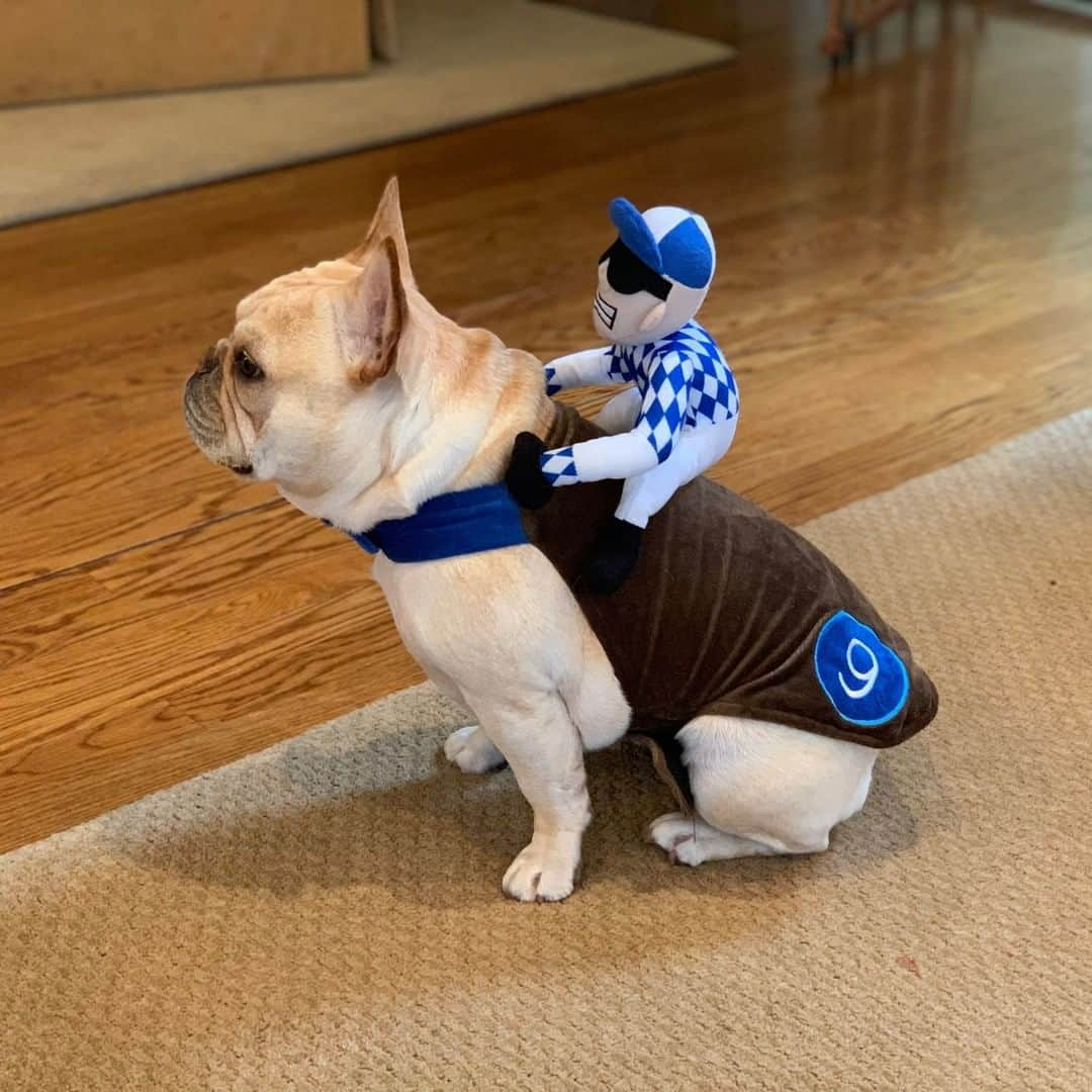 Good Morning Americaさんのインスタグラム写真 - (Good Morning AmericaInstagram)「These dogs in costume couldn't paw-sibly get any cuter! Our @goodmorningamerica team is fur-ociously excited for #HalloweenOnGMA tomorrow! Enjoy some of our GMA family's furbabies in costume. #halloween #furbaby #furbabies」10月30日 4時51分 - goodmorningamerica