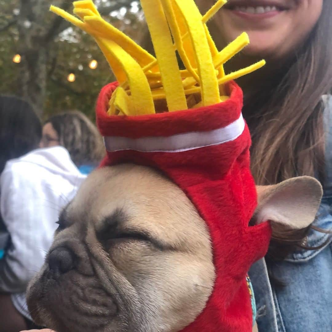 Good Morning Americaさんのインスタグラム写真 - (Good Morning AmericaInstagram)「These dogs in costume couldn't paw-sibly get any cuter! Our @goodmorningamerica team is fur-ociously excited for #HalloweenOnGMA tomorrow! Enjoy some of our GMA family's furbabies in costume. #halloween #furbaby #furbabies」10月30日 4時51分 - goodmorningamerica