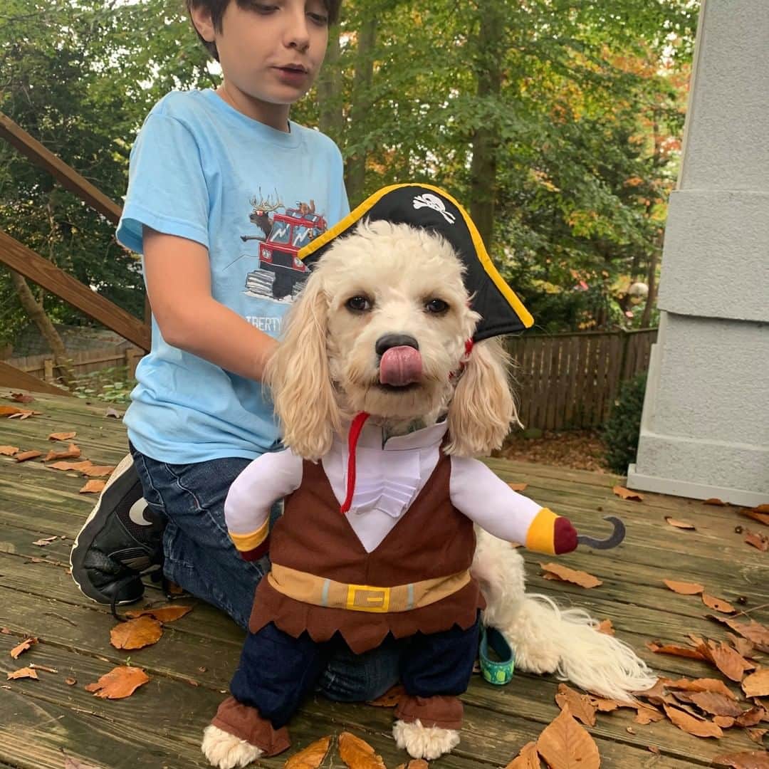 Good Morning Americaさんのインスタグラム写真 - (Good Morning AmericaInstagram)「These dogs in costume couldn't paw-sibly get any cuter! Our @goodmorningamerica team is fur-ociously excited for #HalloweenOnGMA tomorrow! Enjoy some of our GMA family's furbabies in costume. #halloween #furbaby #furbabies」10月30日 4時51分 - goodmorningamerica