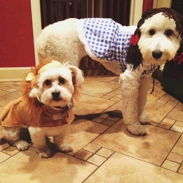 Good Morning Americaさんのインスタグラム写真 - (Good Morning AmericaInstagram)「These dogs in costume couldn't paw-sibly get any cuter! Our @goodmorningamerica team is fur-ociously excited for #HalloweenOnGMA tomorrow! Enjoy some of our GMA family's furbabies in costume. #halloween #furbaby #furbabies」10月30日 4時51分 - goodmorningamerica