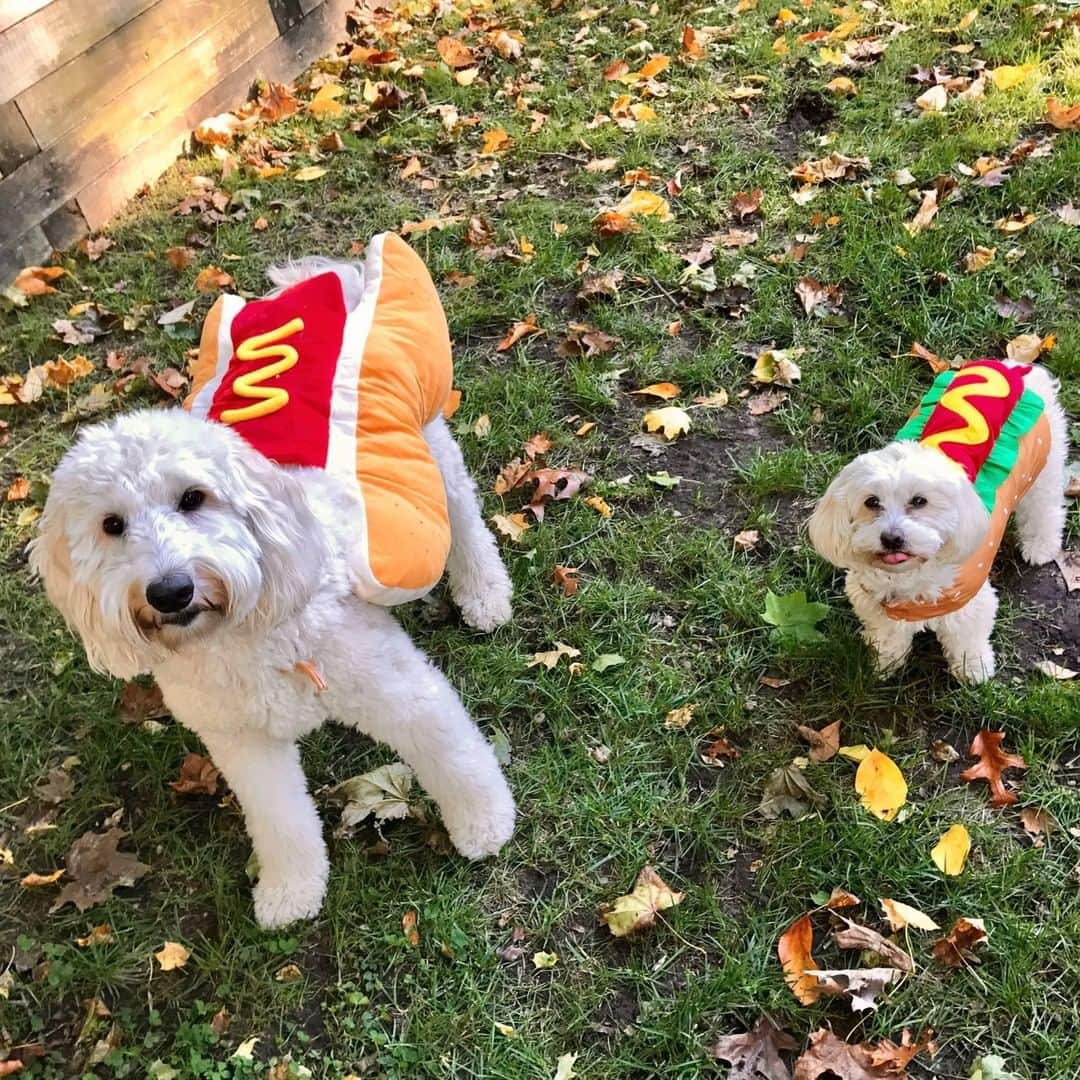 Good Morning Americaさんのインスタグラム写真 - (Good Morning AmericaInstagram)「These dogs in costume couldn't paw-sibly get any cuter! Our @goodmorningamerica team is fur-ociously excited for #HalloweenOnGMA tomorrow! Enjoy some of our GMA family's furbabies in costume. #halloween #furbaby #furbabies」10月30日 4時51分 - goodmorningamerica