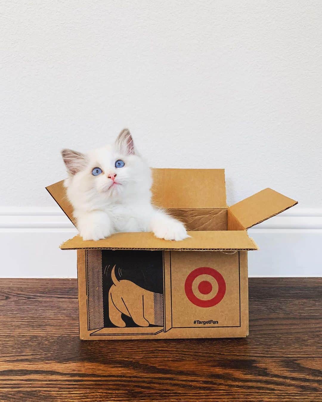 Targetさんのインスタグラム写真 - (TargetInstagram)「If I fits, you know I'm going to sits. Happy #NationalCatDay! Tag #TargetPets so we can share your photos of your furry friends! 😻」10月30日 5時14分 - target