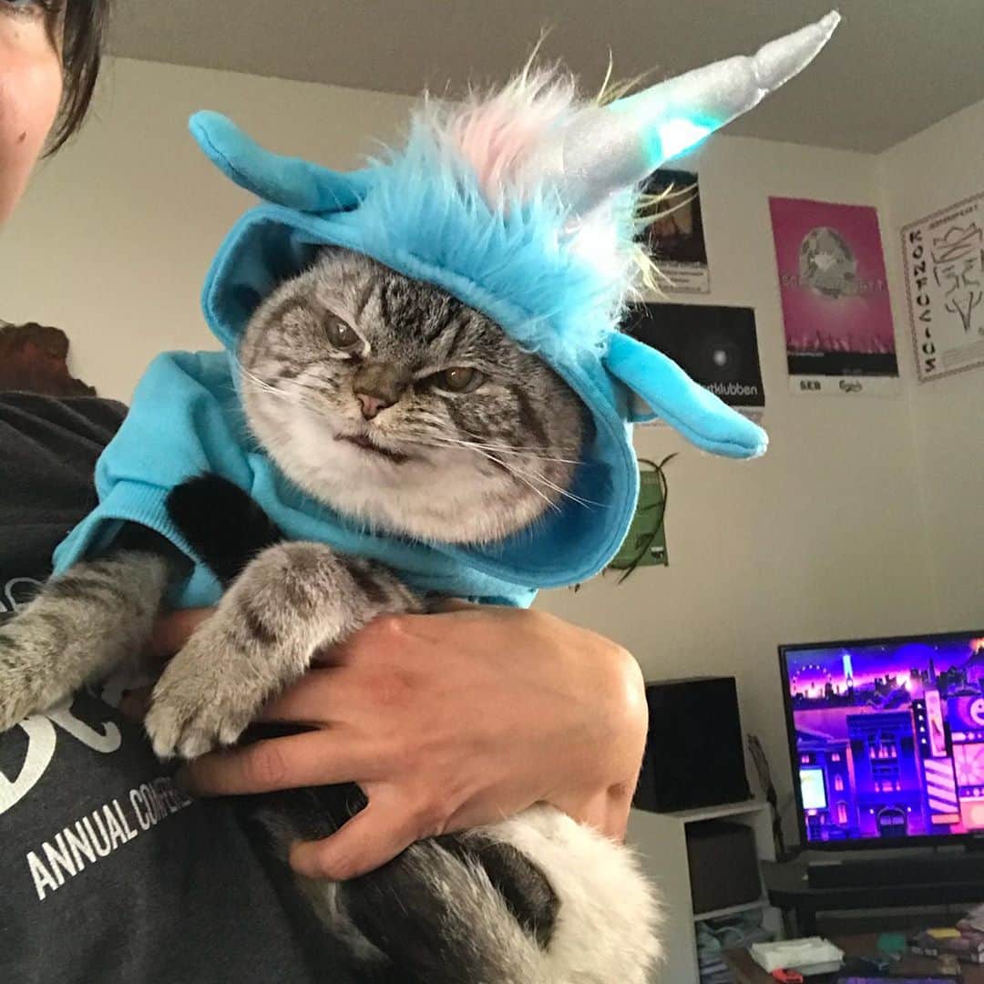 Lokiさんのインスタグラム写真 - (LokiInstagram)「❤️🌈🎃👻 #spookyseason #halloween #costume #unicorn #goddess #catsofinstagram #catsoninstagram #catsofinsta #catsofig #catsofworld #cats_of_instagram #catsagram」10月30日 5時28分 - loki_kitteh