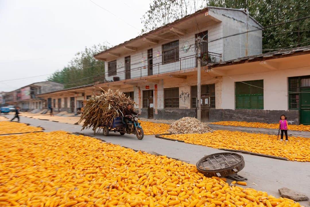 ナショナルジオグラフィックさんのインスタグラム写真 - (ナショナルジオグラフィックInstagram)「Photos by Michael Yamashita @yamashitaphoto / Fall is in the air and on the ground: Streets become a staging area for the corn harvest, a common scene on rural roads everywhere in China. #corn #cornharvest #grandcanal #chinasights #china」10月30日 5時34分 - natgeo