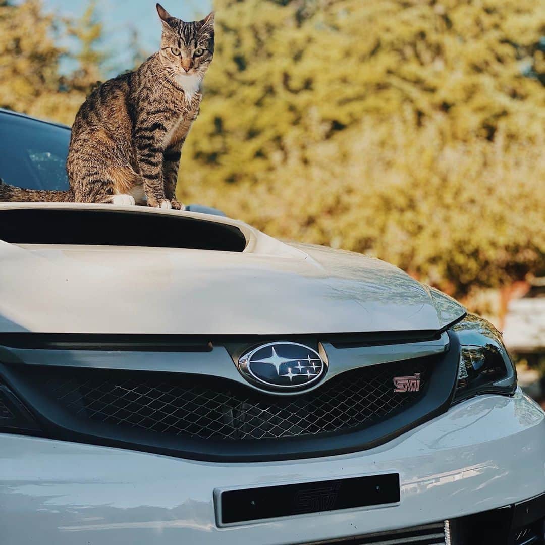 Subaru of Americaさんのインスタグラム写真 - (Subaru of AmericaInstagram)「Cool Cat 😎 🐈. Comment your cat's name and their favorite movie to watch with you. #NationalCatDay #CatsofInstagram (📸: @turbo.the.adventure.kitty )」10月30日 5時41分 - subaru_usa