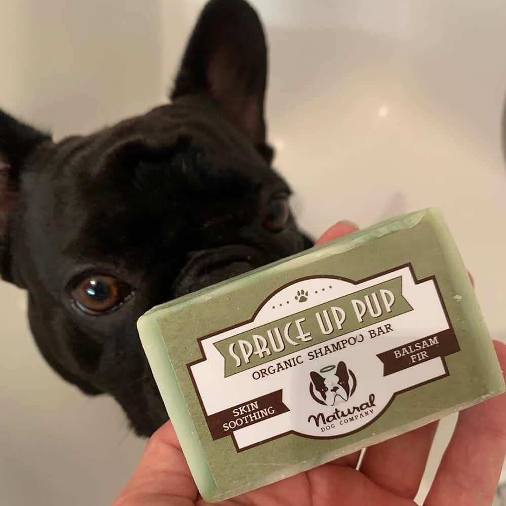 Regeneratti&Oliveira Kennelさんのインスタグラム写真 - (Regeneratti&Oliveira KennelInstagram)「Looking for an all-natural, sustainable & pet-safe shampoo for your dog? Check out the #SpruceUpPup shampoo bar from @naturaldogcompany. It moisturizes dry skin, soothes itch & irritation, and leaves them soft and extra cuddly. As an added bonus, they will even dry faster and without that wet dog smell!! . ⭐ SAVE 20% off @naturaldogcompany with code JMARCOZ at NaturalDog.com  worldwide shipping  . . . . . . #frenchiepetsupply #frenchiesofinsta #pugsofinsta #frenchbulldog #frenchiesofinstagram #pug #frenchies #reversibleharness #frenchiehoodie #thedodo #frenchieharness #dogclothes #dogharness #frenchiegram #dogsbeingbasic #frenchieoftheday #instafrenchie #bulldogs #dogstagram #frenchievideo #cutepetclub #bestwoof #frenchies1 #ruffpost #bostonterrier #bostonsofig #animalonearth #dog」10月30日 5時54分 - jmarcoz