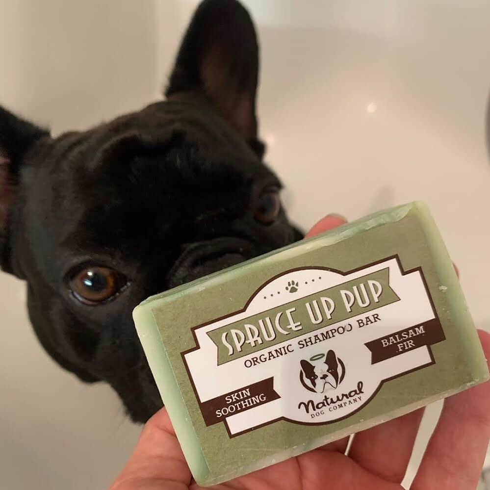 Regeneratti&Oliveira Kennelのインスタグラム：「Looking for an all-natural, sustainable & pet-safe shampoo for your dog? Check out the #SpruceUpPup shampoo bar from @naturaldogcompany. It moisturizes dry skin, soothes itch & irritation, and leaves them soft and extra cuddly. As an added bonus, they will even dry faster and without that wet dog smell!! . ⭐ SAVE 20% off @naturaldogcompany with code JMARCOZ at NaturalDog.com  worldwide shipping  . . . . . . #frenchiepetsupply #frenchiesofinsta #pugsofinsta #frenchbulldog #frenchiesofinstagram #pug #frenchies #reversibleharness #frenchiehoodie #thedodo #frenchieharness #dogclothes #dogharness #frenchiegram #dogsbeingbasic #frenchieoftheday #instafrenchie #bulldogs #dogstagram #frenchievideo #cutepetclub #bestwoof #frenchies1 #ruffpost #bostonterrier #bostonsofig #animalonearth #dog」