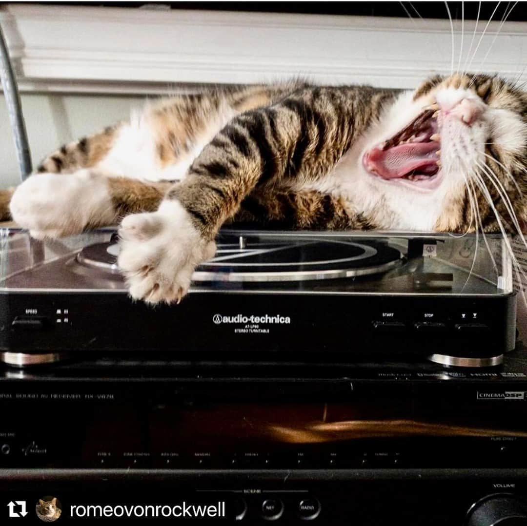 Audio-Technica USAさんのインスタグラム写真 - (Audio-Technica USAInstagram)「It’s #NationalCatDay and we are giving a special shoutout to all of our feline friends! Is your cat an A-T fan, like @romeovonrockwell? To get your own turntable, check out the link in our bio!⁠ .⁠ .⁠ .⁠ #AudioTechnica #CatsofInstagram #CatLovers #ATLP60 #LP60 #VinylJunkie #Record #Turntable」10月30日 6時01分 - audiotechnicausa