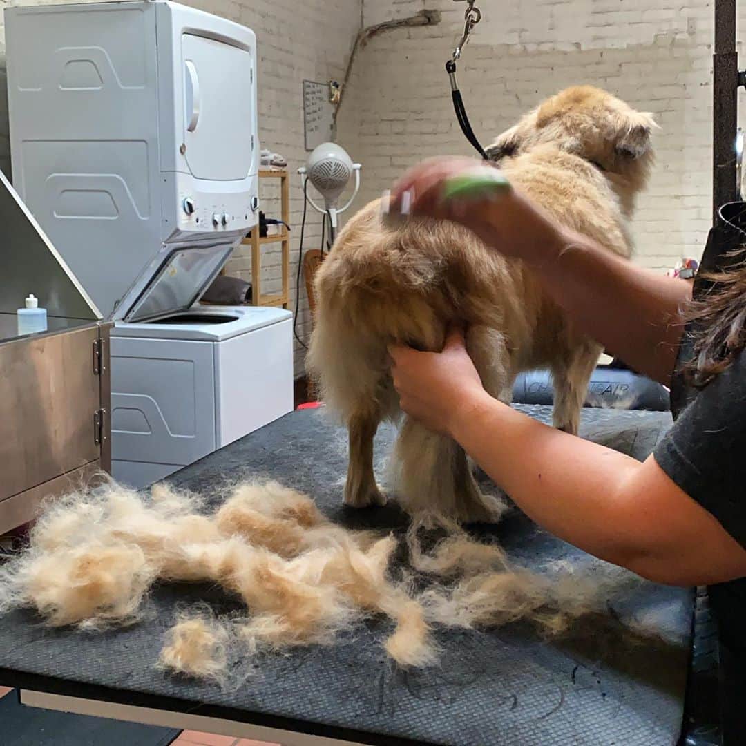 Dogs by Ginaのインスタグラム：「We love a good De-Shed treatment 🙌🏼 Better here than around your house. Did you know? -The undercoat of the animal is what people develop an allergy too. Shaving the dog does not rid the undercoat either.」