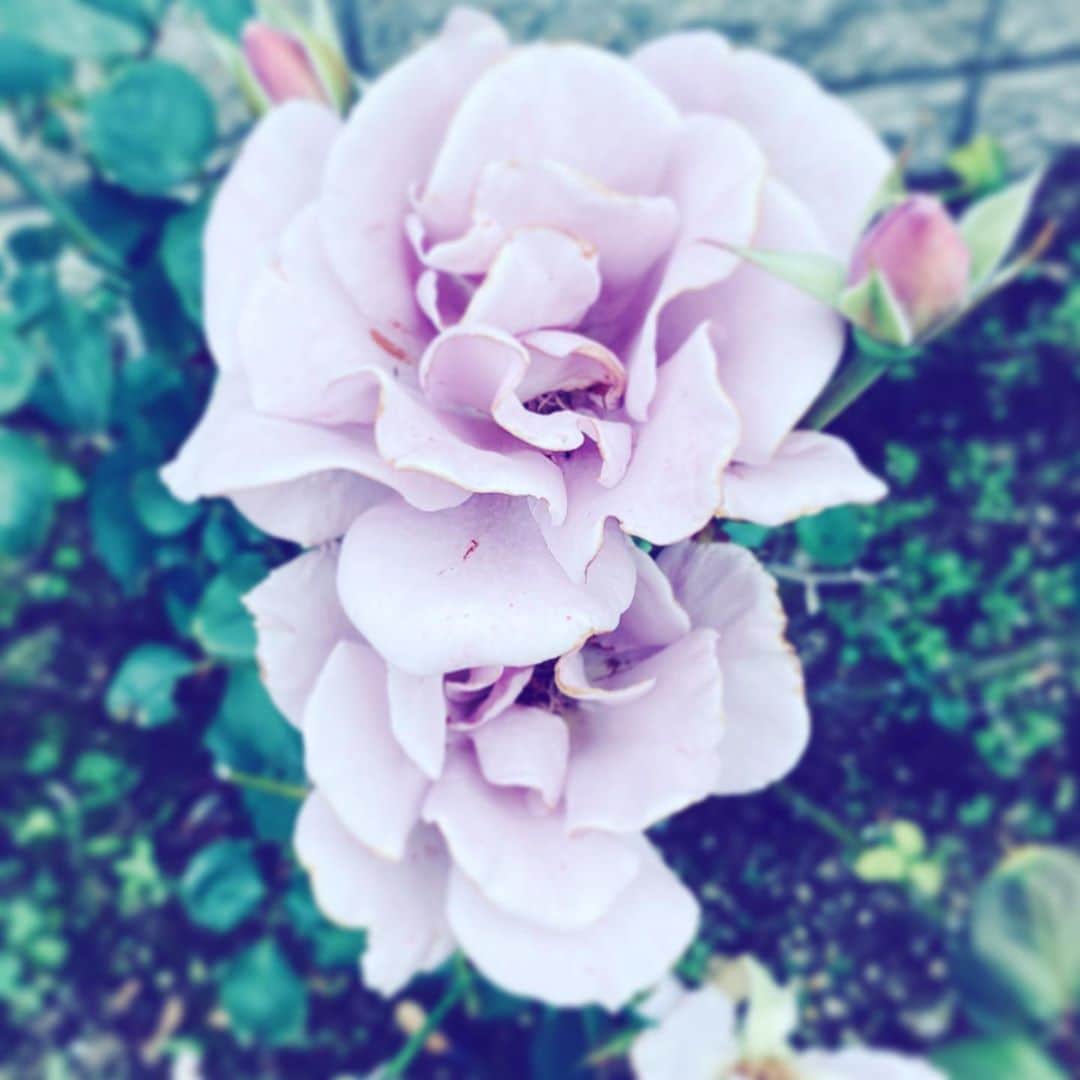 中野敬久さんのインスタグラム写真 - (中野敬久Instagram)「#flowers #flowersoflife #purple #hope #neighborhood」10月30日 6時41分 - hirohisanakano