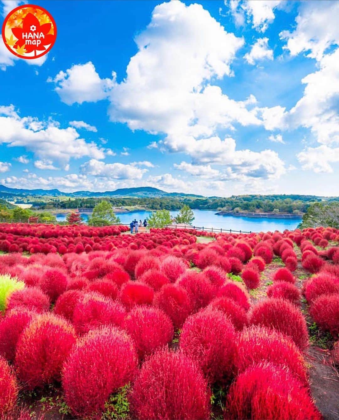 はなまっぷ❁日本の花風景さんのインスタグラム写真 - (はなまっぷ❁日本の花風景Instagram)「🍂🍁はなまっぷの紅葉まつり🍁🍂 *  @puraten10 さんの 紅葉に花まるを💮 * 色とりどりに染まる美しい日本の秋をありがとうございます😊🍁🍂 * 大分　#大分農業文化公園 Oita Agricultual Park, Oita Pref. * 見頃を過ぎている場所もご紹介しています。 お出かけの際はHP等で最新の情報をご確認くださいね🙏🍁 * 🍁•••🍂•••🍁•••🍂•••🍁•••🍂 * 🍂🍁はなまっぷの紅葉まつり🍁🍂 〜紅葉の季節が終わる頃まで #はなまっぷ  のタグの中から、紅葉のお写真をご紹介させていただきます。期間中はランダムに、複数枚投稿でもご紹介させていただく場合がございます。 * #秋#紅葉#風景#はなまっぷ#コキア」10月30日 6時46分 - hanamap