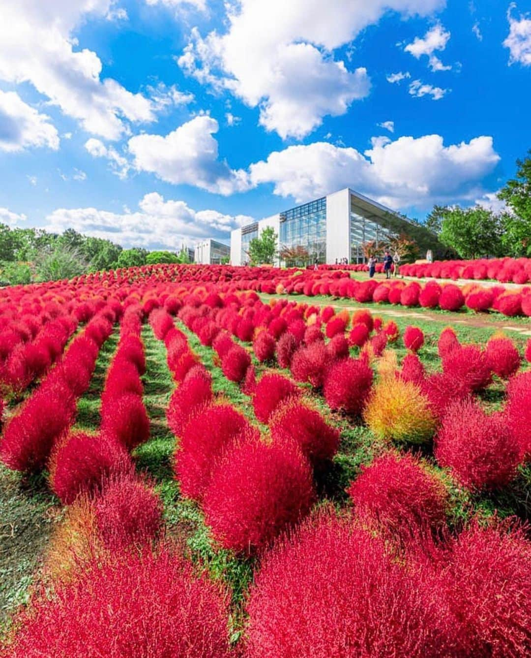 はなまっぷ❁日本の花風景さんのインスタグラム写真 - (はなまっぷ❁日本の花風景Instagram)「🍂🍁はなまっぷの紅葉まつり🍁🍂 *  @puraten10 さんの 紅葉に花まるを💮 * 色とりどりに染まる美しい日本の秋をありがとうございます😊🍁🍂 * 大分　#大分農業文化公園 Oita Agricultual Park, Oita Pref. * 見頃を過ぎている場所もご紹介しています。 お出かけの際はHP等で最新の情報をご確認くださいね🙏🍁 * 🍁•••🍂•••🍁•••🍂•••🍁•••🍂 * 🍂🍁はなまっぷの紅葉まつり🍁🍂 〜紅葉の季節が終わる頃まで #はなまっぷ  のタグの中から、紅葉のお写真をご紹介させていただきます。期間中はランダムに、複数枚投稿でもご紹介させていただく場合がございます。 * #秋#紅葉#風景#はなまっぷ#コキア」10月30日 6時46分 - hanamap