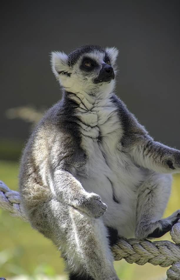 タロンガ動物園のインスタグラム