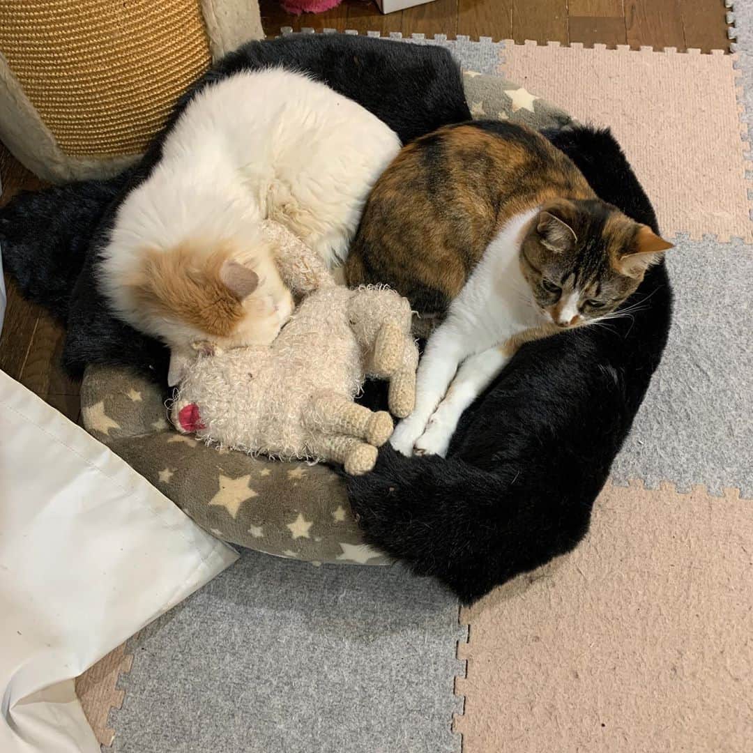 Kachimo Yoshimatsuさんのインスタグラム写真 - (Kachimo YoshimatsuInstagram)「いつもみんなから距離を置いてたカステラちゃん、寒いのか？おかきと一緒に寝ております。 #uchinonekora #okaki #castella #neko #cat #catstagram #kachimo #猫 #ねこ #うちの猫ら http://kachimo.exblog.jp」10月30日 7時13分 - kachimo