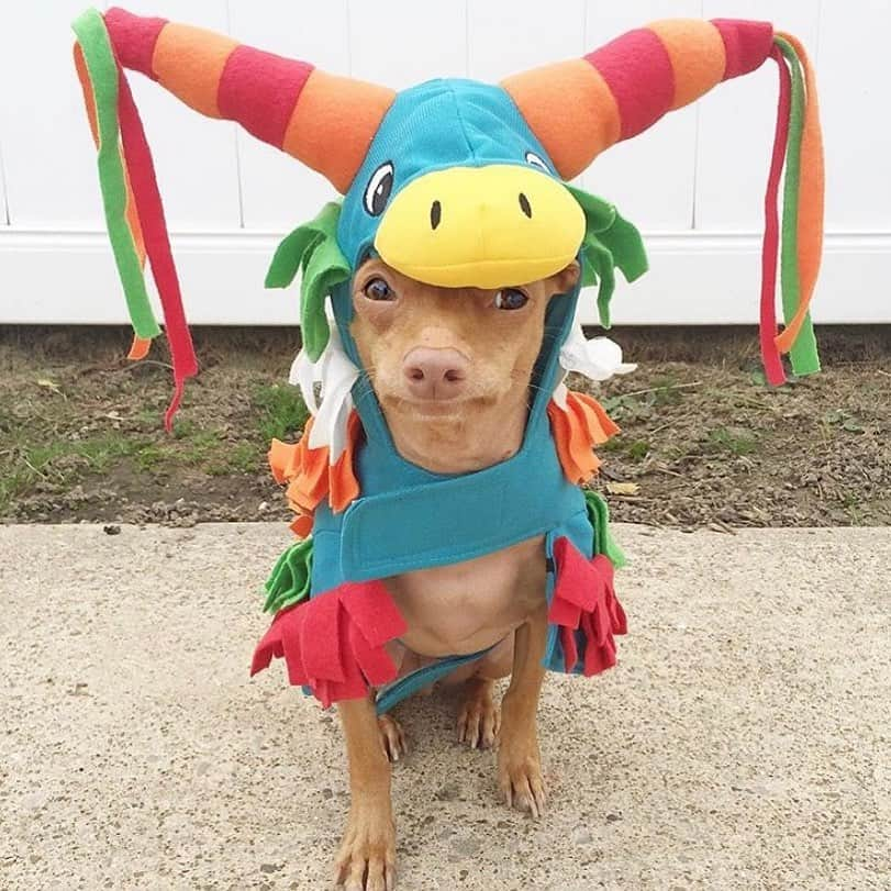 Tuna {breed:chiweenie} さんのインスタグラム写真 - (Tuna {breed:chiweenie} Instagram)「Tuna is basically a piñata. He’s a little rough and colourful on the outside, but he’s really sweet on the inside. I call him Spicy Tuna (or Tuan) when he’s being feisty but he’s secretly such a lover at heart. He just sometimes enjoys being mean to people. If you know, you know. 😬」10月30日 7時22分 - tunameltsmyheart