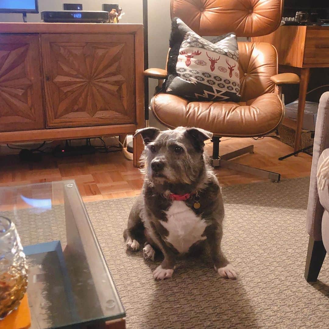のインスタグラム：「I’m away working (yay!) and thinking about this little gal back home. @thecindydoggy」