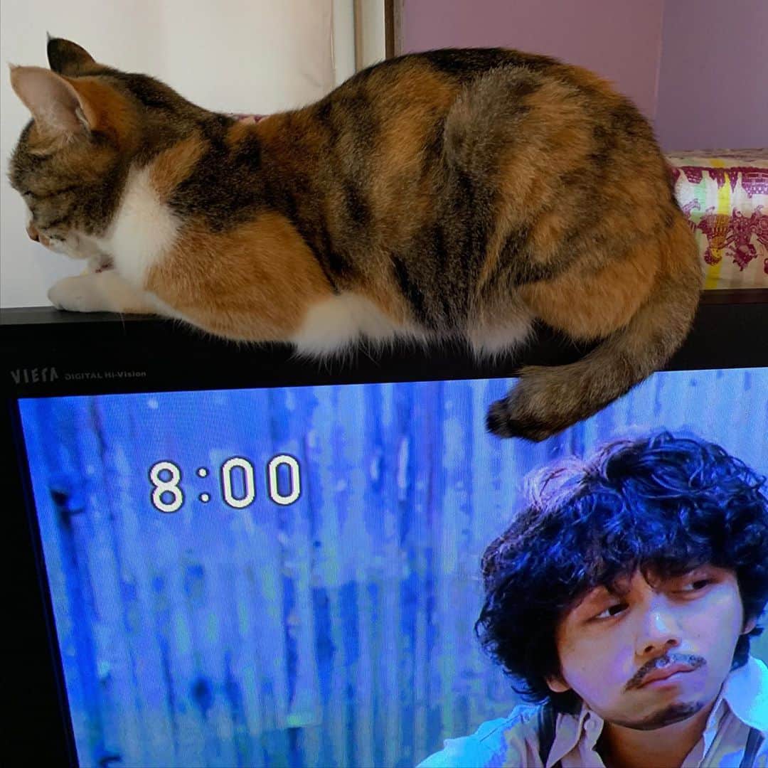 Kachimo Yoshimatsuさんのインスタグラム写真 - (Kachimo YoshimatsuInstagram)「カスちゃんニャウ！ #uchinonekora #castella #エール #neko #cat #catstagram #kachimo #猫 #ねこ #うちの猫ら http://kachimo.exblog.jp」10月30日 8時02分 - kachimo