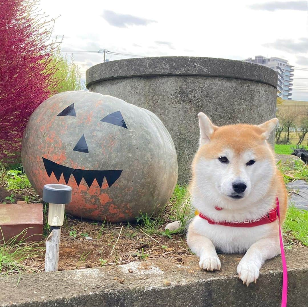 てんパパさんのインスタグラム写真 - (てんパパInstagram)「近所の農産物直売所の前のカボチャとコキア #朝んぽ　#ハロウィンかぼちゃ #コキア」10月30日 8時18分 - tenchan.shiba