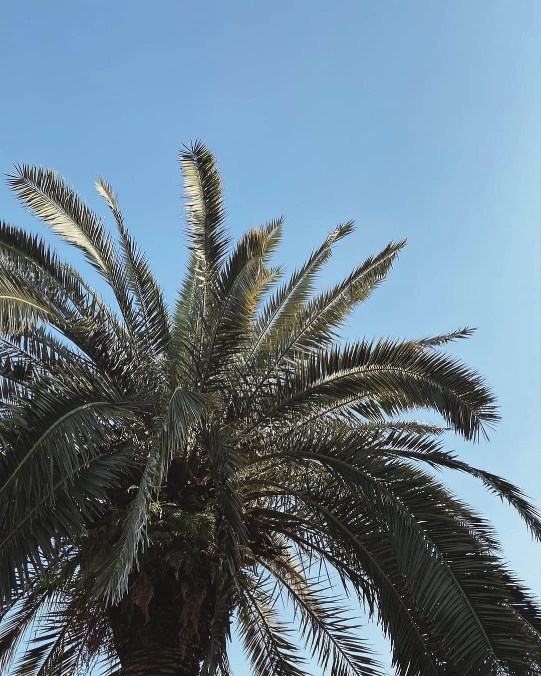 eiko kagamiのインスタグラム：「. . 𝐆𝐨𝐨𝐝 𝐦𝐨𝐫𝐧𝐢𝐧𝐠🌤 . . 先日の撮影場所がどこを見ても可愛い植物が沢山！🌵🌴 見上げても南国を感じれて ここぞとばかりに📸😆🤍 . . . . #cafe #青山カフェ  #カフェも広くて可愛い #カフェ巡り #観葉植物」