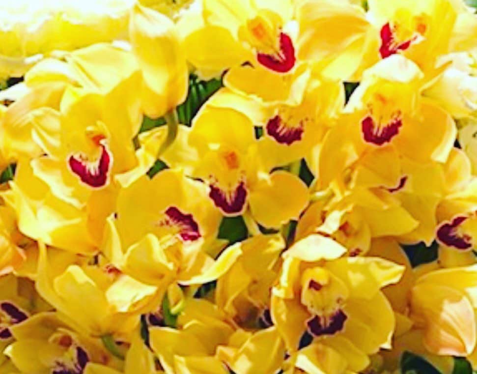 夏木マリさんのインスタグラム写真 - (夏木マリInstagram)「おはよう〜  昨夜はGIFTiDありがとう........  今夜は、パンプキン🎃ライブね！ 姐さんま.つ.り第二夜 よろしくお願いしまーす！  今日もよい日に。  #おはようシリーズ #flowerseries #mikimoto #朝はりんごを食べなさい#2020 #YouTube#マリより証拠　  　@giftid729  #today #20時 #パンプキン🎃ライブ  https://ticket.deli-a.jp/   #NATSUKIROCK#夏木マリ 　 　@mari_natsuki」10月30日 8時35分 - mari_natsuki