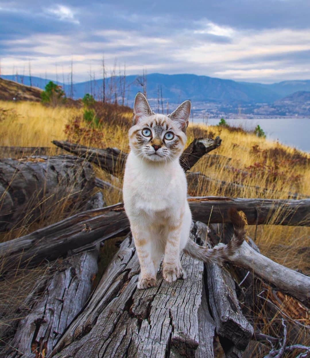 Subaru of Americaさんのインスタグラム写真 - (Subaru of AmericaInstagram)「Scenic views featuring a cat > scenic views.  #NationalCatDay #SubaruLovesPets #CatsofIG #CatsofInstagram  (📸: @milliecatexplorer )」10月30日 8時36分 - subaru_usa