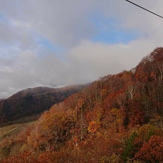 栂池高原スキー場さんのインスタグラム写真 - (栂池高原スキー場Instagram)「おはようございます。 今朝の栂池高原は曇り空、気温 1.4℃です。  ゴンドラ車窓からの紅葉が目に飛び込んできます。 雲の隙間からは真っ白な山肌がちらほらと。  暖かい服装でお越しください。  https://www.tsugaike.gr.jp/  #栂池高原 #栂池 #栂池自然園  #観光地 #長野 #トレッキング #秋のスキー場 #tsugaike #tsugaikekogen #hakuba #otari #hakubavalley #trecking #hiking #山好きな人と繋がりたい #冠雪 #白馬三山 #雪化粧 #ゴンドラ #ロープウェイ」10月30日 8時44分 - tsugaike_kogen