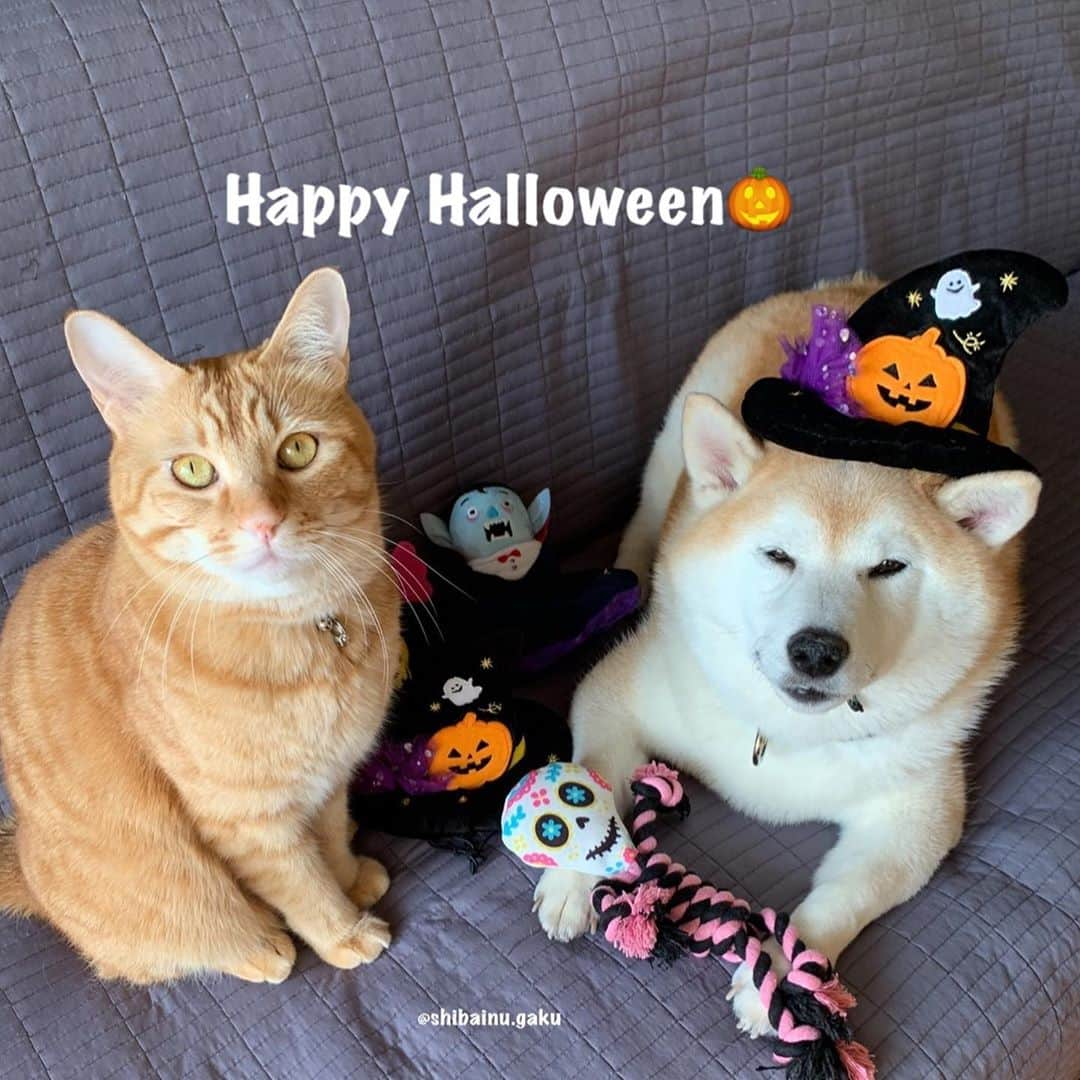 Kazumi-Gakumamaさんのインスタグラム写真 - (Kazumi-GakumamaInstagram)「Happy Halloween🎃 *  今年の10月31日に現れるのは、ブルームーンでマイクロムーン(2020年最小の満月)という、記念すべき満月だそうです🌕 *  次のブルームーンは、2023年8月31日なので、今年はお月見でハロウィンを楽しんじゃおう➰😈🧙‍♀️🍫 🐾----*----*----*----🐾 Happy Halloween🎃 Gaku and Torajiro says Trick or treat👻🍭🍫 🐾----*----*----*----🐾 #柴犬 #岳 #柴犬岳 #柴犬ガク#gaku #shibainugaku #shiba #shibainu #shibastagram #dogsofinstagram #いぬすたぐらむ #寅次朗 #茶トラ #まるどら #gingercat  #岳と寅次朗 #catoftheday #ねこすたぐらむ  #pecoいぬ部 #pecoねこ部 #pecotv #ワンフルエンサー #ニャンフルエンサー  #pecobox #ハロウィン #halloween #trickortreat #happyhalloween #ブルームーン #20201030」10月30日 8時56分 - shibainu.gaku